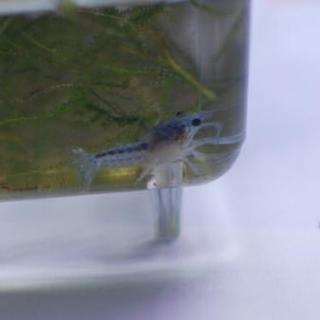 ザリガニ