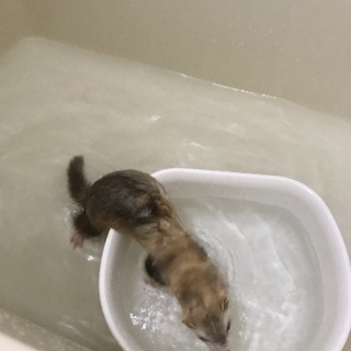 フェレットちゃん里親募集。