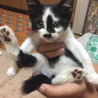 子猫