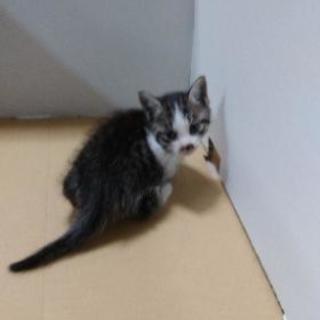 おとなしいキジちゃんです