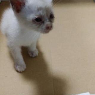 とてもおてんばな女の子です‼