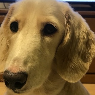 里親さんが決まりました！！！