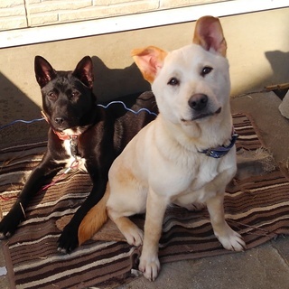 Mix中型犬　1歳　食いしん坊のやんちゃ姉妹です　