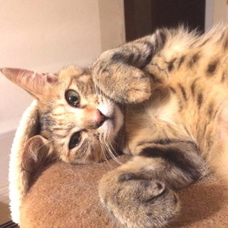 急募　里親になって下さる方　キジトラ 　メス　1歳　避妊手術済