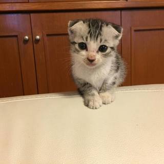 【スコティッシュ風の子猫】里親様を募集しています。