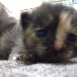 公園で拾った子猫の画像