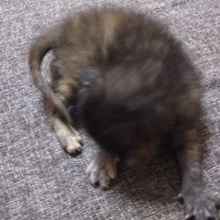 公園で拾った子猫 - 猫