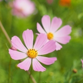 花撮影グルチャメンバー募集♪ - 豊島区