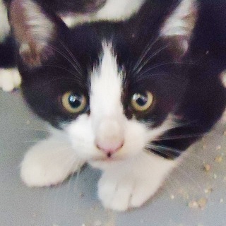 子猫1ヶ月白黒