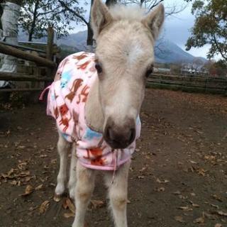 南阿蘇の余生馬牧場で　お馬達に触れ合ってみませんか。 - ボランティア