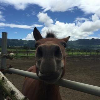 南阿蘇の余生馬牧場で　お馬達に触れ合ってみませんか。 - メンバー募集