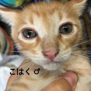 子猫の里親募集 - 阿蘇郡