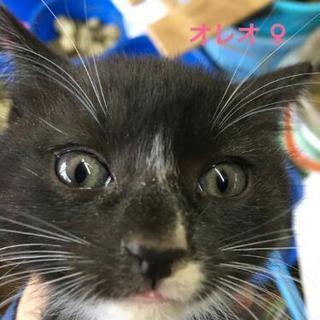 子猫の里親募集 − 熊本県