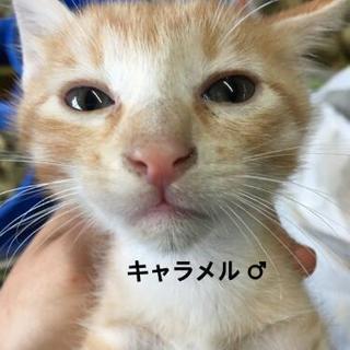 子猫の里親募集 - 猫