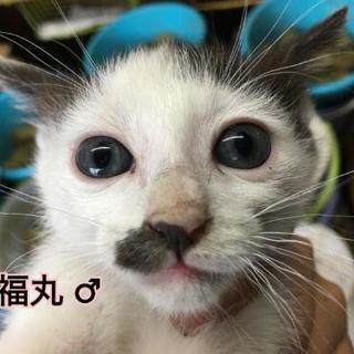 子猫の里親募集