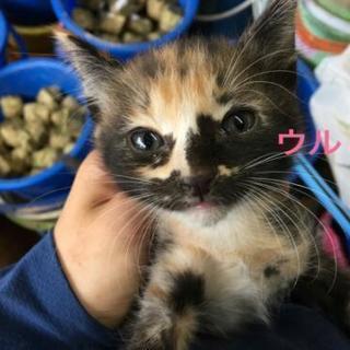 子猫の里親募集 - 里親募集
