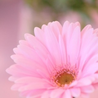 お花の生産のお仕事です！
