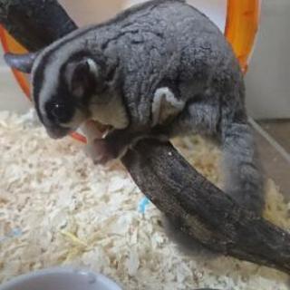 【オーナー様とご相談中です】フクロモモンガの女の子、インコ、オウムなど