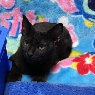 とても人懐こく頭のよい 黒猫 3ヶ月