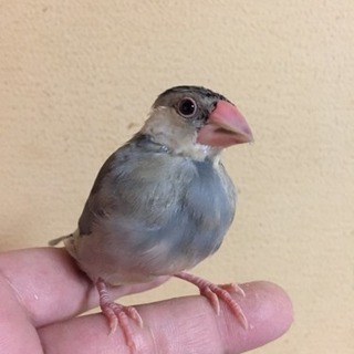 桜文鳥 1羽