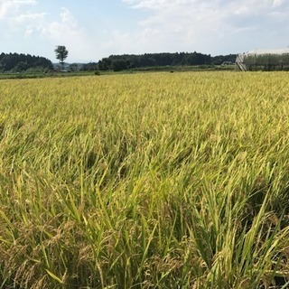 受付終了　令和6年度　新米　とちぎの星　30kg　　