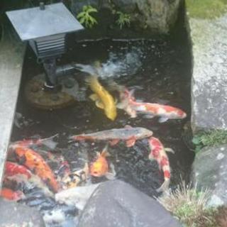 鯉