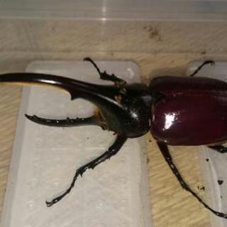 外国産カブトムシ