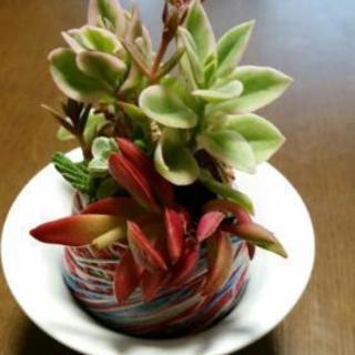 多肉苔玉workshop　の画像