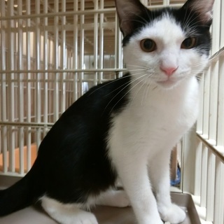 あまのじゃくな白黒君　４か月半　 - 猫