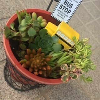 多肉植物育ててる人