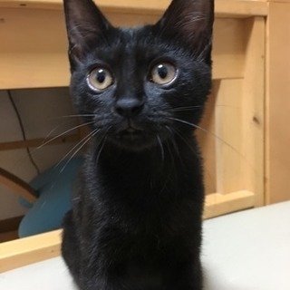 黒猫チビ姫 ちめ 4ヵ月半くらいの女の子【トライアル決定】 - 東広島市