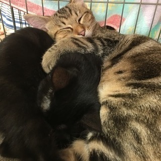 黒猫チビ姫 ちめ 4ヵ月半くらいの女の子【トライアル決定】 − 広島県