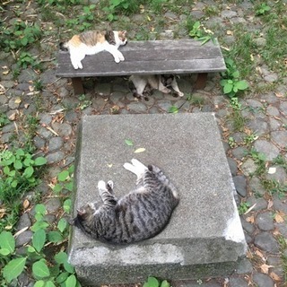 平日に都内でまったりランチとかティータイムできる人