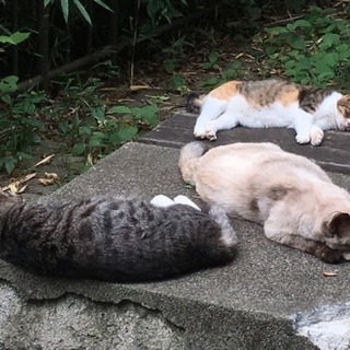 平日に都内でまったりランチとかティータイムできる人 - 千代田区