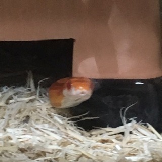 爬虫類