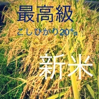 こしひかり30㎏ 玄米 こだわり栽培 愛媛県東温市