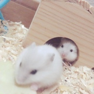 子ハムラスト１匹
