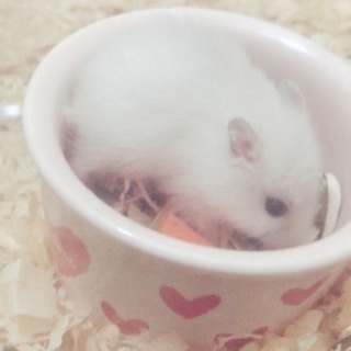 子ハム里親さん待ち🍼