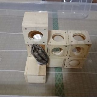 ハム友募集