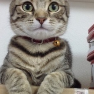 TeaなTime♪(仮) − 愛知県