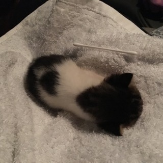 生後1週間経たない位の子猫 − 栃木県