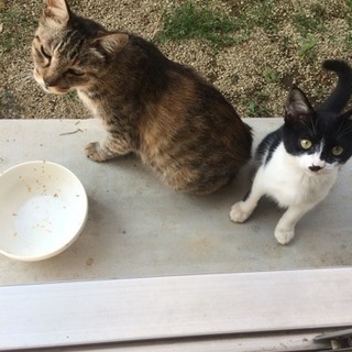 至急ハチワレ子猫ちゃん4ヶ月オスの里親募集　保護しました　病気なし　レボリューション済み - 松戸市