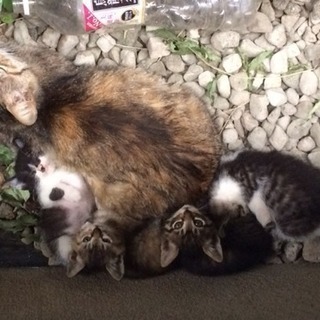 至急ハチワレ子猫ちゃん4ヶ月オスの里親募集　保護しました　病気な...
