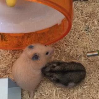 キンクマハムスター(話し合い中)