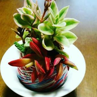 多肉苔玉workshop