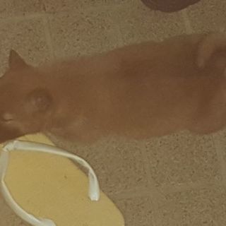 仔犬が産まれました！