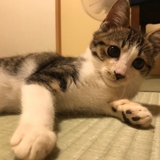 キジトラ、推定3ヶ月、男の子です  お風呂入ったら綺麗になりました！