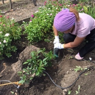 木の根っこ抜きます☆ - 地元のお店