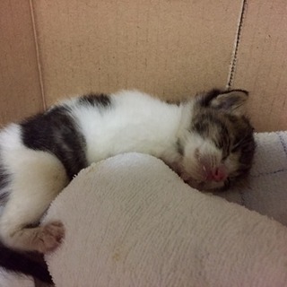 生後1週間経たない位の子猫