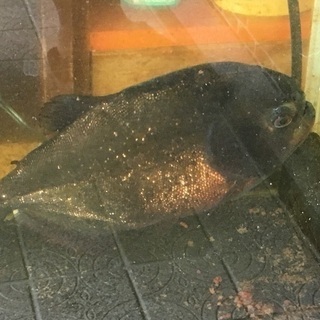 ピラニア譲ります